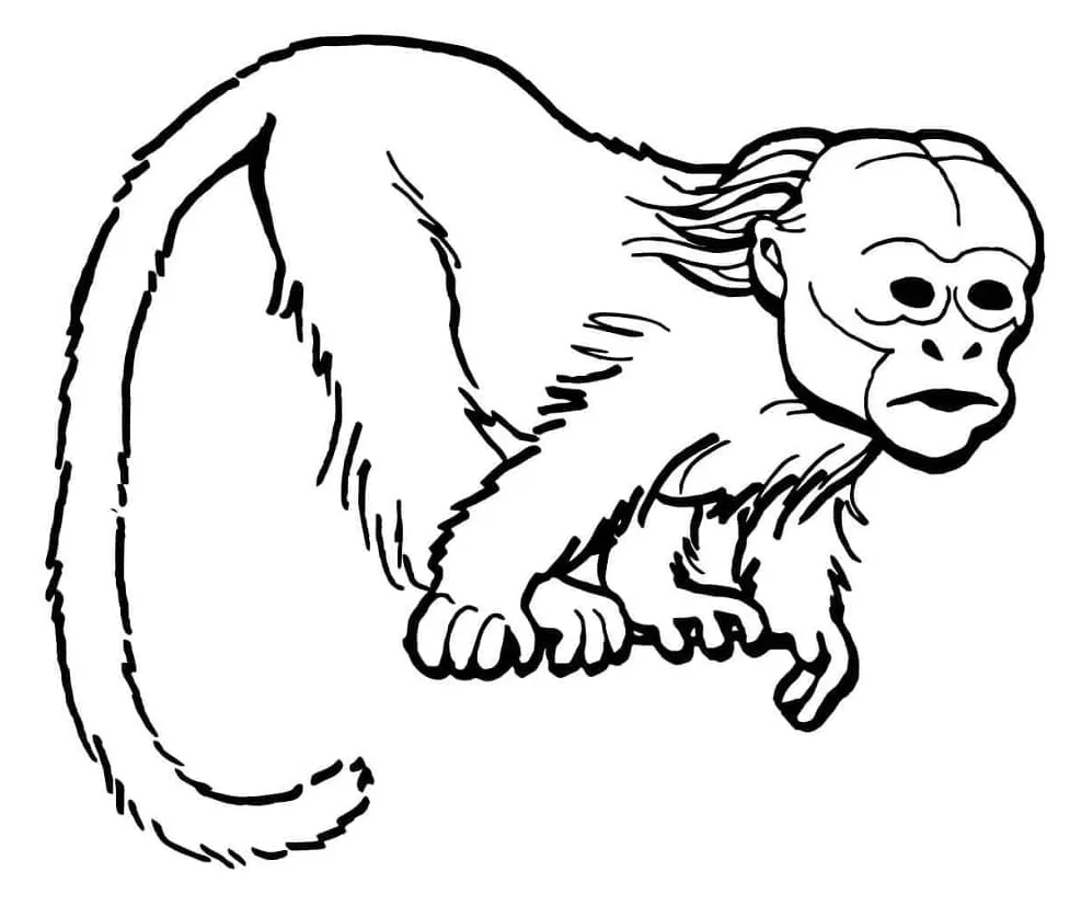 Monyet uakari