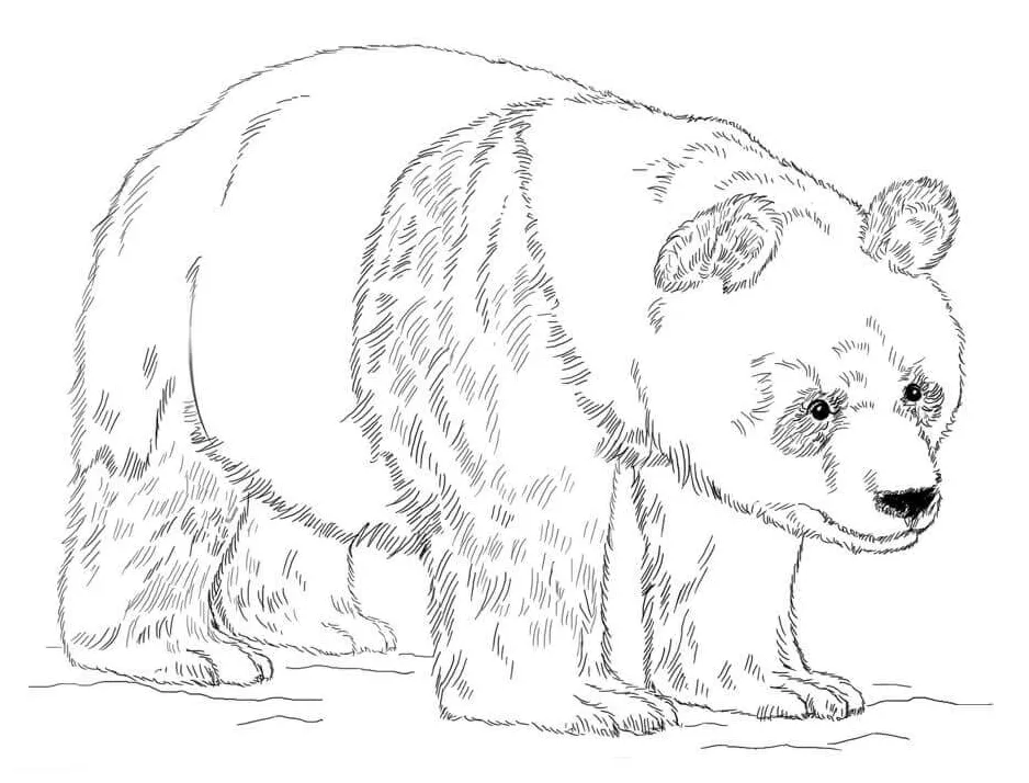 Panda dasar