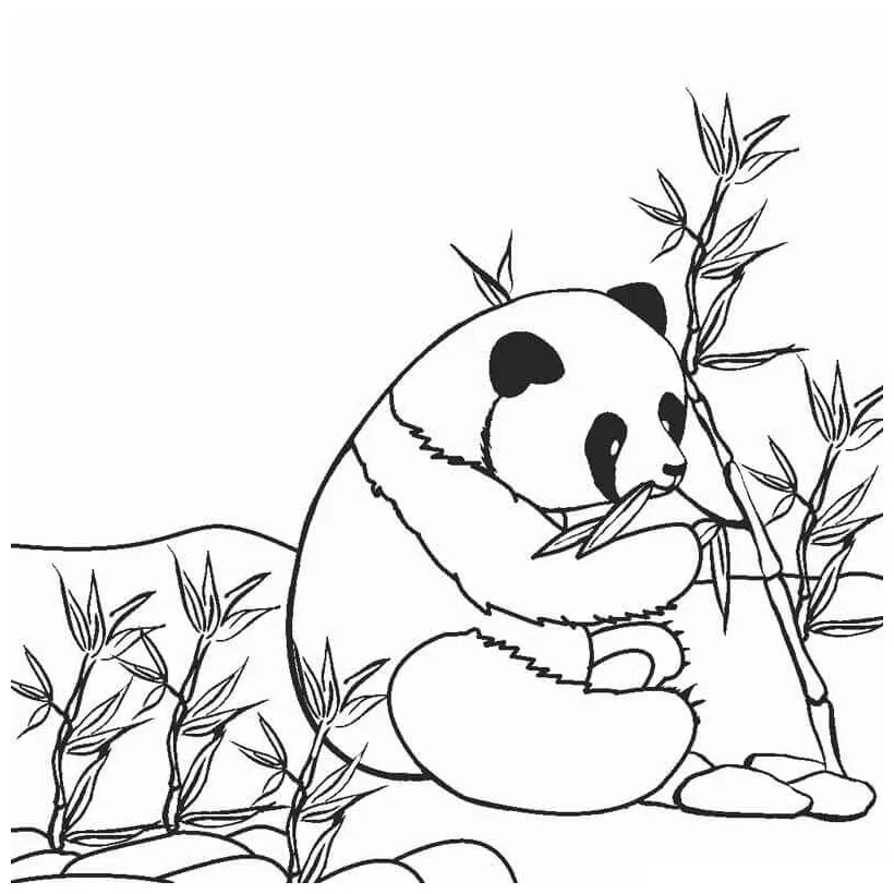 Panda lucu makan bambu