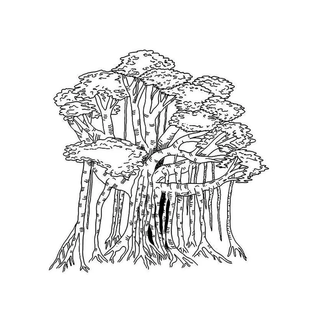 Pohon beringin tua