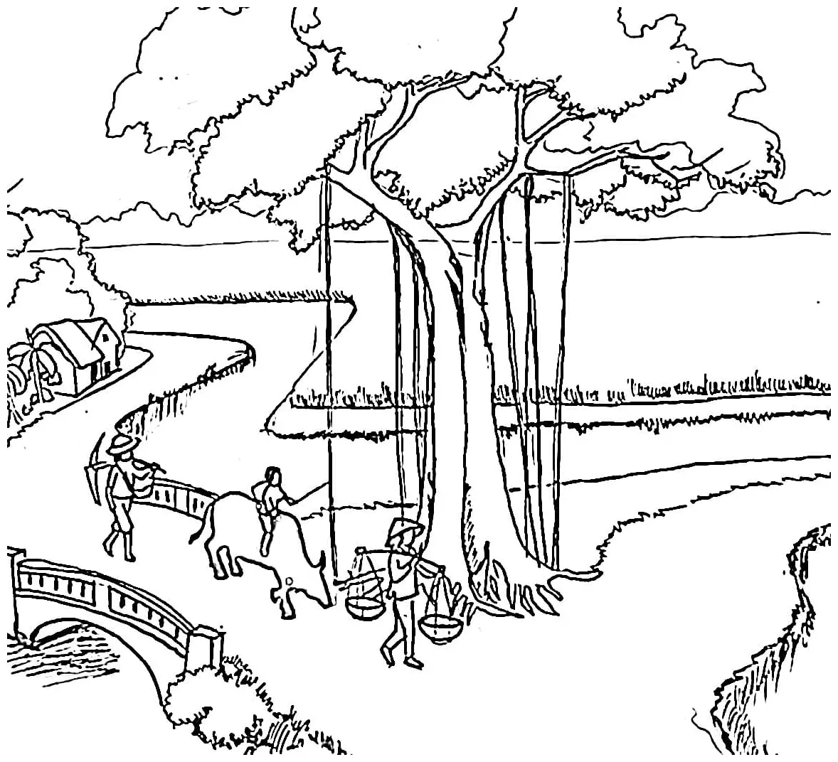 Pohon beringin di pedesaan