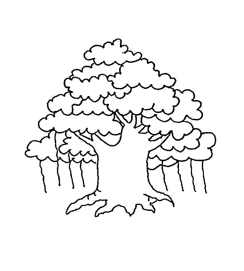 Gambar pohon beringin