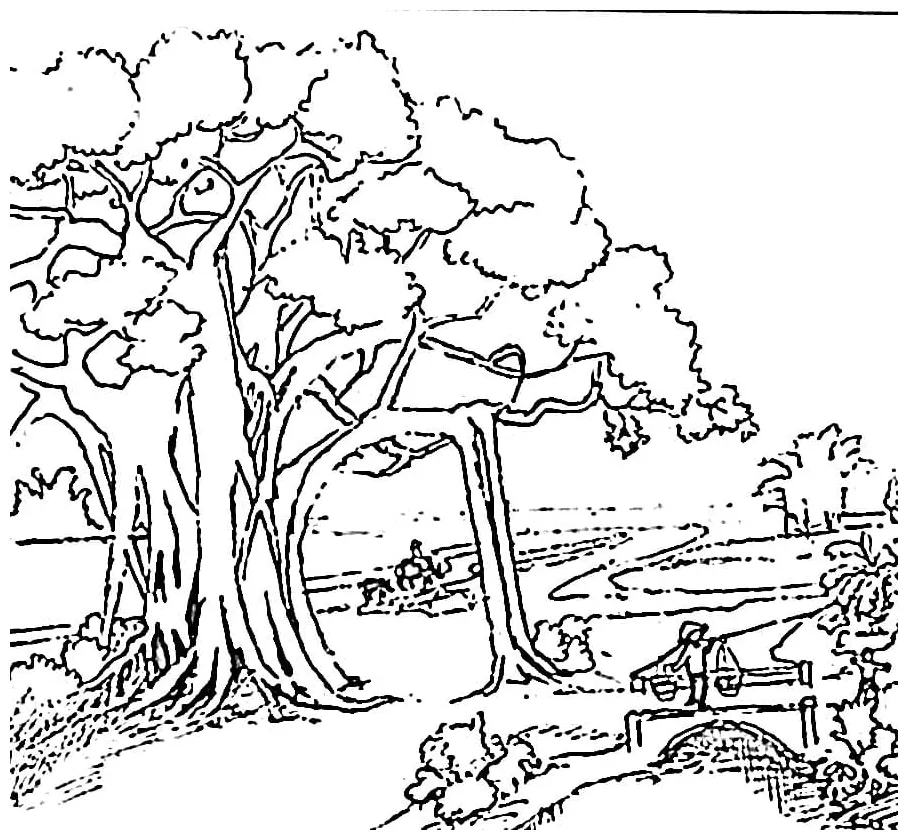 Pohon beringin kampung halaman