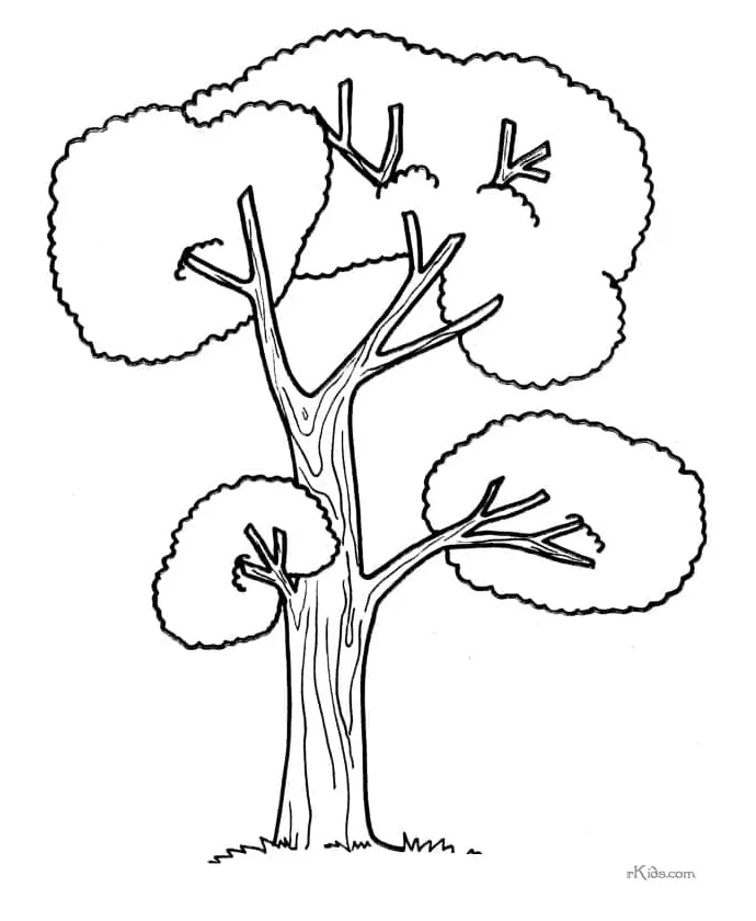 Pohon 3