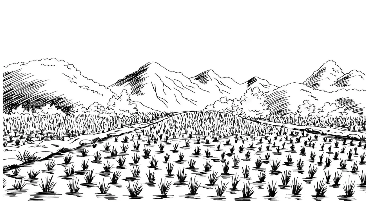 Sawah realistis