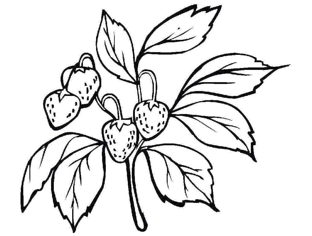 Cabang Stroberi