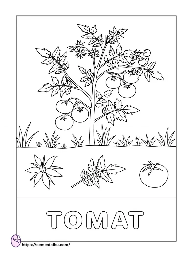 Gambar mewarnai tanaman tomat pdf